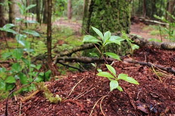 Neues Wachstum im Wald