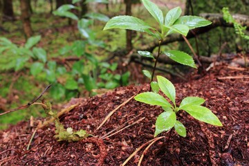 Neues Wachstum im Wald