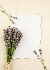 Top view of white empty sheet of paper with burned edges and surrounded by fresh lavender branches on beige background. Romantic vintage background concept.