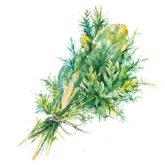 Watercolor botanical, realistic illustration, a sketch of a bouquet of garnishes from fragrant, spicy herbs on a white background.
