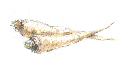 Watercolor botanical, realistic illustration, sketch of parsley roots, celery on white background