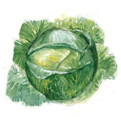 Watercolor realistic illustration sketch of a sketch of a head of cabbage on a white background.