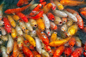 group of multi-colored koi carps