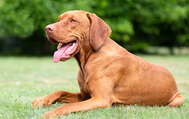 Einjähriger Vizsla-Rüde im Garten