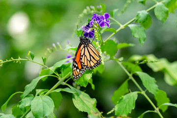Monarch, Danaus plexippus is a milkweed butterfly (subfamily Danainae) in the family Nymphalidae