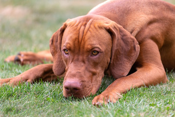 Junger Vizsla-Rüde liegt im Garten