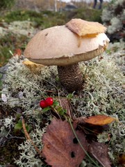 boletus in moss with birch leaf on hat