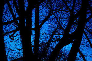 Dark trees at dusk, plane flying over