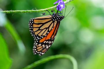 Monarch, Danaus plexippus is a milkweed butterfly (subfamily Danainae) in the family Nymphalidae