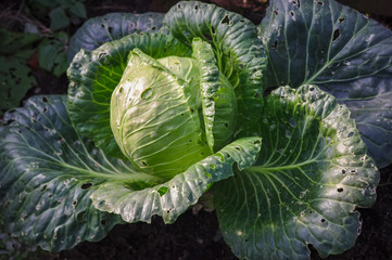 Obraz premium White cabbage on a growing garden bed. Closeup.
