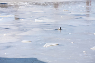 frozen surface of the chesapeake bay with a float in the ice