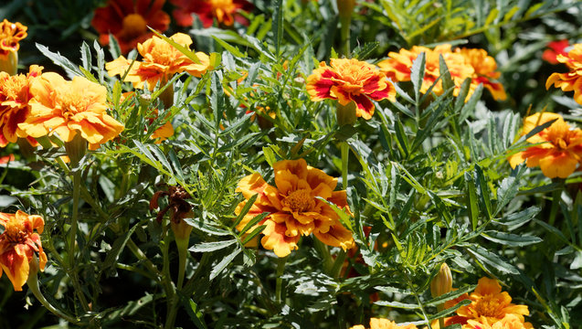 (Tagetes patula) Oeillets d'Inde aux capitules ronds et ligules velout&eacute;es, fris&eacute;es et tachet&eacute;es de couleur jaune or, orange vif et rouge brun