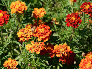 (Tagetes patula) Oeillets d'Inde aux capitules ronds et ligules veloutées, frisées et tachetées de couleur jaune or, orange vif et rouge brun au feuillage découpé vert sombre