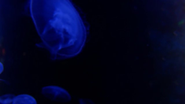 Spotted Lagoon Jelly fish, Moon Jellyfish, Aurelia aurita, Medusa, Sea Jelly in the neon light