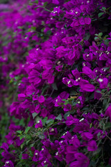 bougainvillea