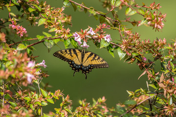 Yellow swallowtail butterfly on flowery branch