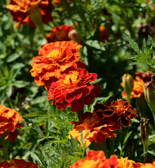(Tagetes patula) Oeillets d'Inde aux capitules ronds et ligules veloutées, frisées et tachetées de couleur jaune or, orange vif et rouge brun au feuillage découpé vert sombre