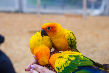 Kolorowe papużki bawiące się ze sobą