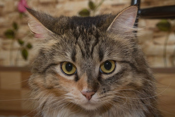 Siberian cat