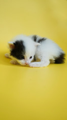Little kitten on yellow background