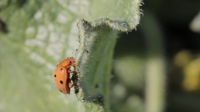 Adult Bryony ladybird or ladybug (11 spots 11-spotted sp. Epilachna argus) eating the flesh of a green plant (sp. Ecbalium elaterium)
