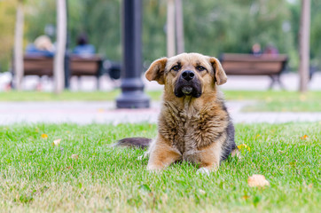 Lonely dog. True friend. Observer.