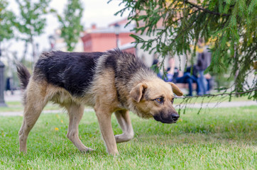 Lonely dog. True friend. Observer.