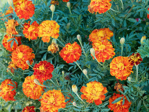 Tagetes patula - Oeillets d'Inde