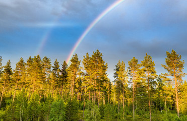 Drone photo, from low height: double rainbow over summer pine tree forest, very clear skies and...