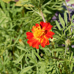 Tagetes patula - Oeillet d'Inde 