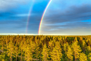 Drone photo, rainbow over summer pine tree forest, very clear skies and clean rainbow colors, forest road. Scandinavian nature are illuminated by evening sun.