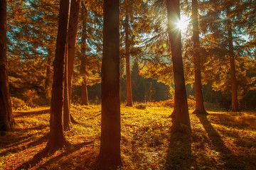 Awesome image of colorful indian summer forest. Sun beams through trees. Dramatic colorful scenery.