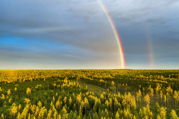 Drone photo, rainbow over summer pine tree forest, very clear skies and clean rainbow colors. Scandinavian nature are illuminated by evening sun.