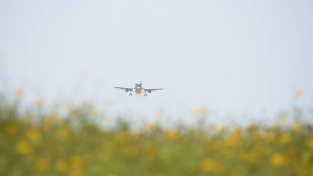 Commercial airplane flying above a yellow flower field in Chengdu, Sichuan province, China