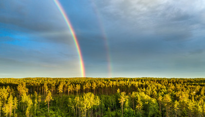 Drone photo, rainbow over summer pine tree forest, very clear skies and clean rainbow colors. Scandinavian nature are illuminated by evening sun.