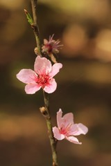 Obraz premium pink flowers of tree