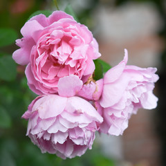 Obraz premium pink rose on black background
