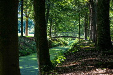 Ditch completely covered with duckweed in the forest at the estate the Laer in the Netherlands province Overijssel nearby the city Ommen