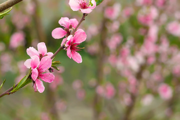 Fototapeta na wymiar peach tree flowers background