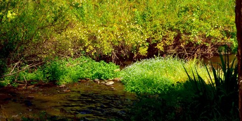 Metolius River Bank