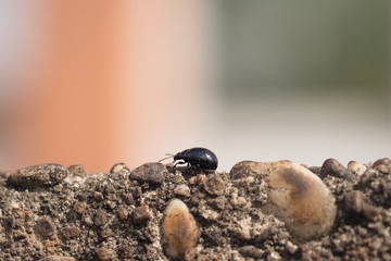 pebbles on beach