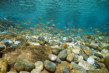 Underwater school of fish Sarpa salpa with pebbles and rocks in shallow water in the Mediterranean sea, Spain, Costa Brava, Catalonia