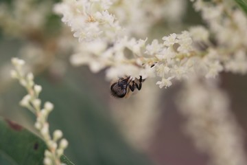 ant on flower