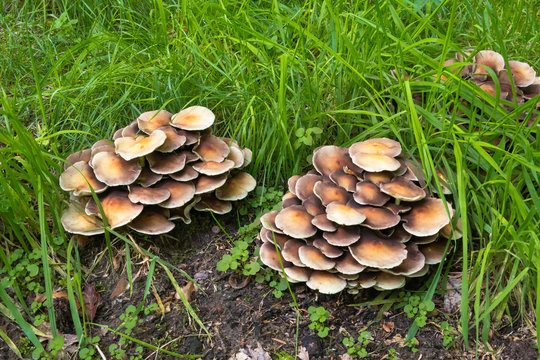 Picture of a Collybia butyracea or Butter-Rübling mushrooms in Autumn time picture taken in the Netherlands