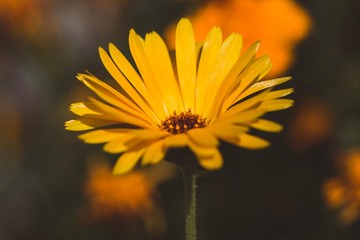 yellow flower on green background