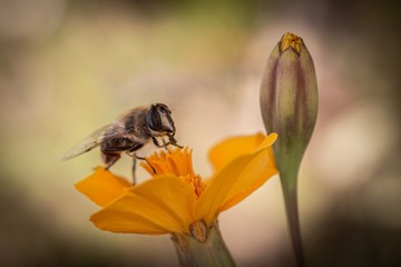 bee on flower