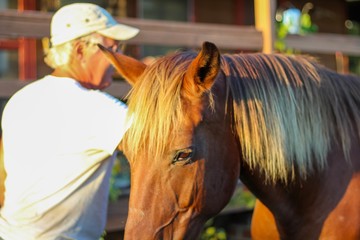 Beautiful red brown Rocky Mountain Gaited stallion with blond mane with his kind and gentle  older gray haired owner, selective focus on the horse