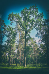 photo of a big tree in a summer forest