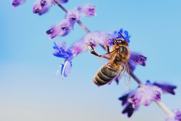 macro of a bee collecting pollen on a lavender flower against blue sky