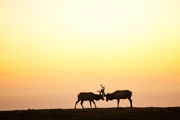 Fototapeta na wymiar silhouette of deer on beautiful sky background